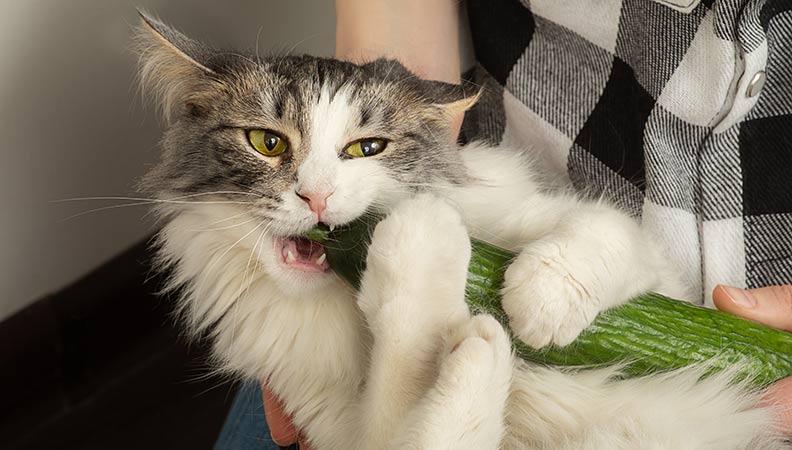 A longhaired cat eating cucumber