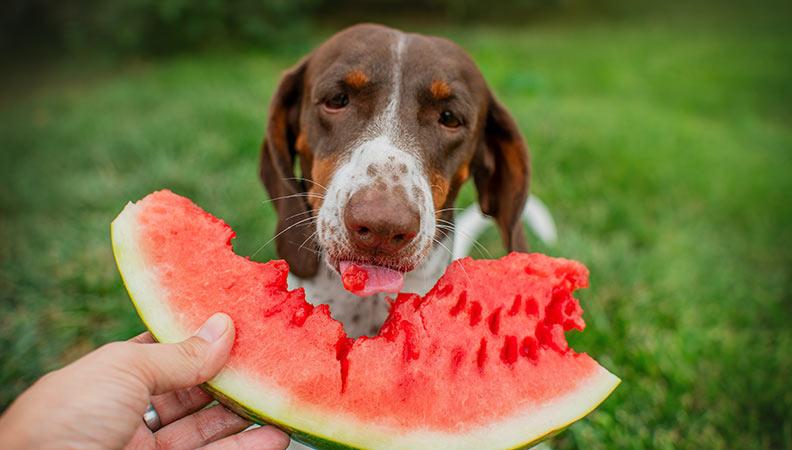 A brown dog eating a watermelon slice