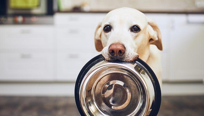 White labrador dog waiting for feeding