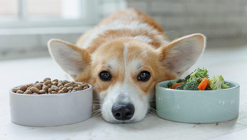 A corgi laying down next to a bowl of dog food and a bowl of vegetables