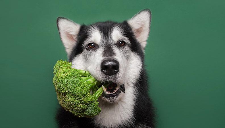 A dog holding a piece of broccoli in its mouth