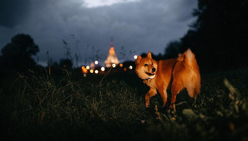 Can Dogs See in the Dark