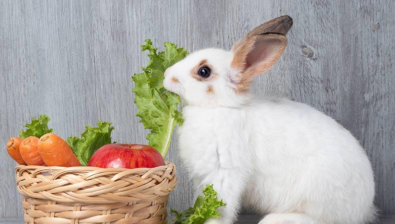 A white rabbit eating a lettuce leaf
