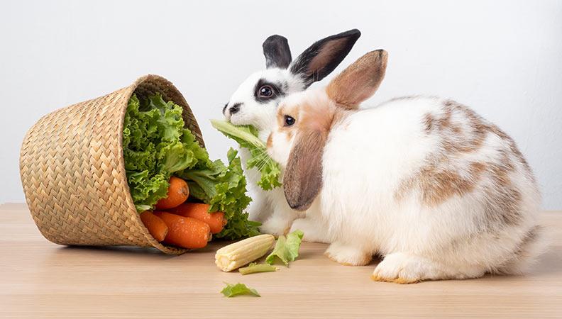 Two rabbits eating from a basket of vegetables