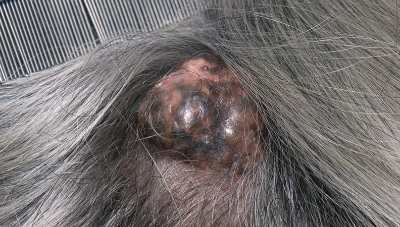 Cancer in dogs tumor close up