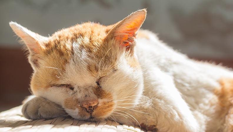 Caring for an Old Cat