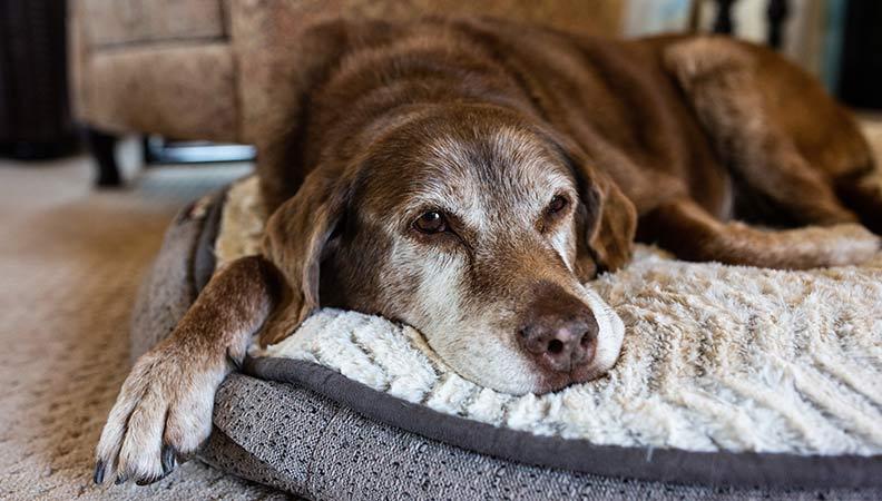 An older dog lying on a dog bed