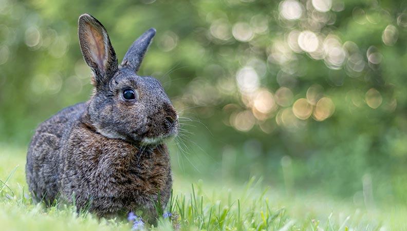 A grey rabbit sitting on the grass