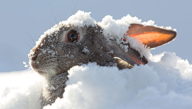 Caring for rabbits in winter