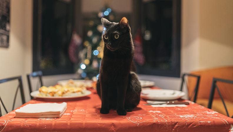 A black cat sat on the Christmas dinner table