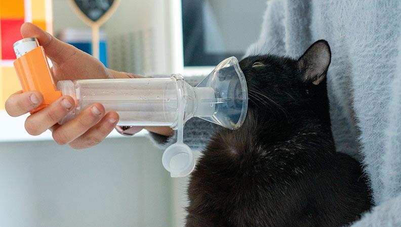 Cat Asthma