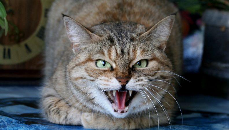 An aggressive cat showing unwanted behaviour