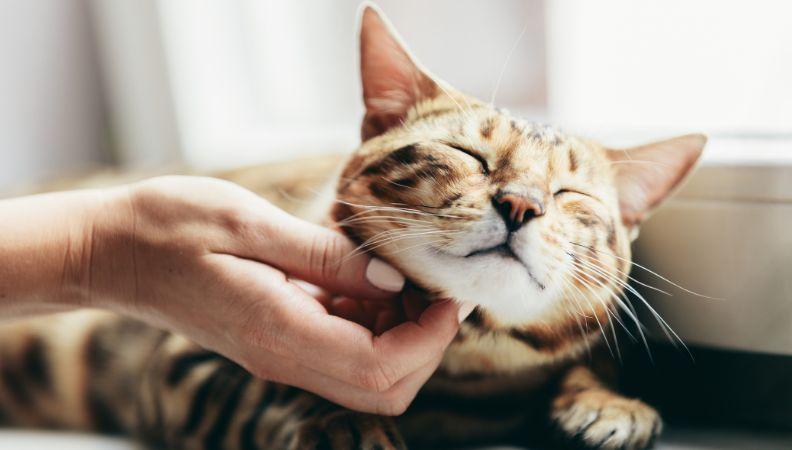 Happy cat behaviour being stroked