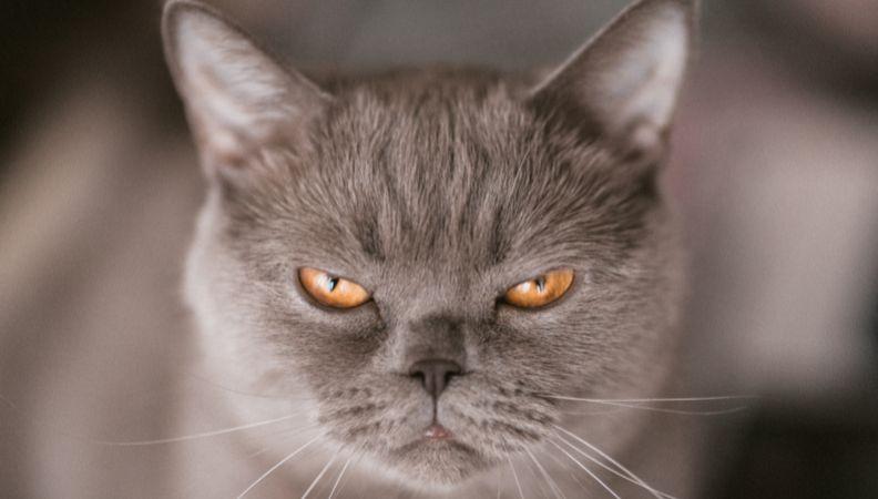 An angry cat displaying moody behaviour