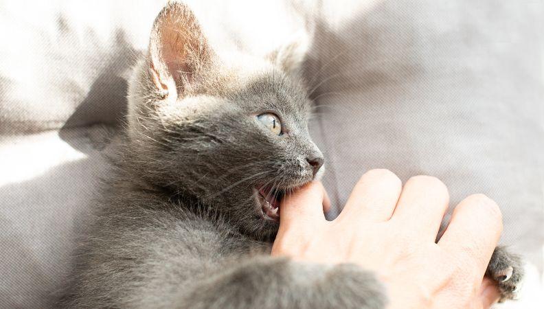 A young cat biting its owner