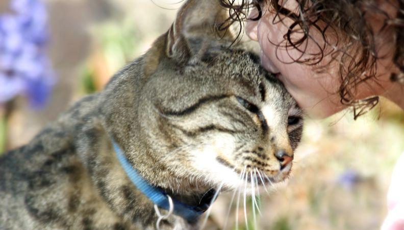 A cat showing affectionate body language