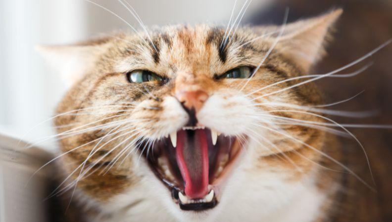 A cat showing aggressive body language