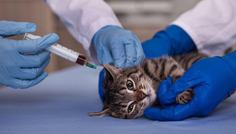 A cat being given a booster vaccination by two vets