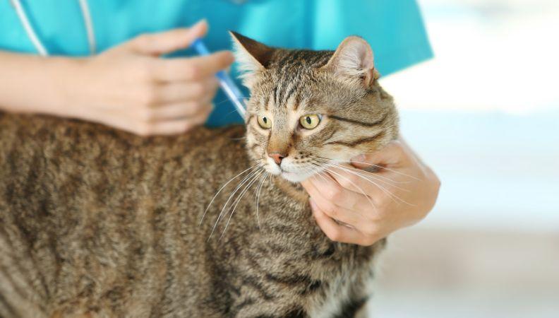 A Moggie cat is receiving a booster vaccination from a vet