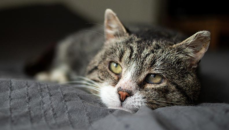 A senior cat with dementia lying down