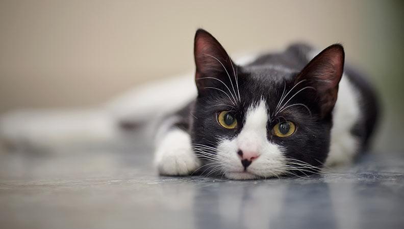 Black and white cat lying on a grey tiled floor looking at the camera