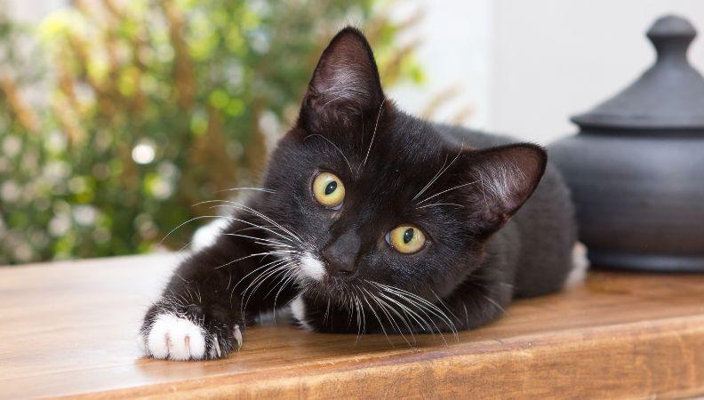 Lazy black cat needs exercise