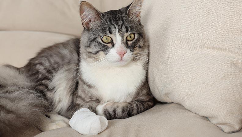 Cat with a bandaged paw from first aid