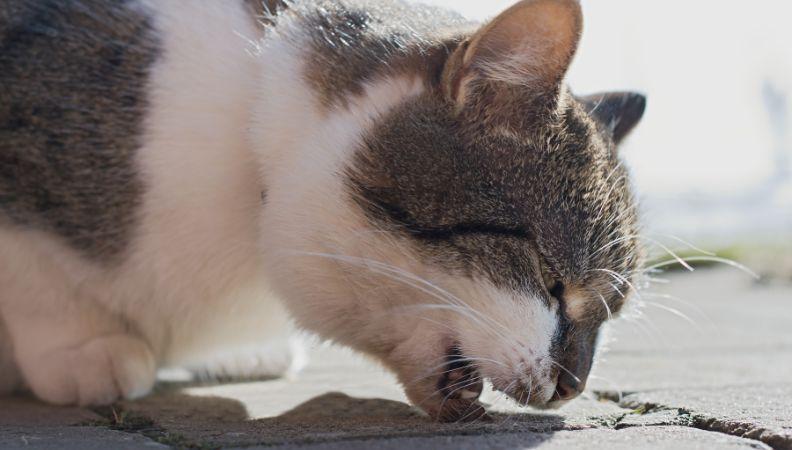 A cat trying to cough up a hairball
