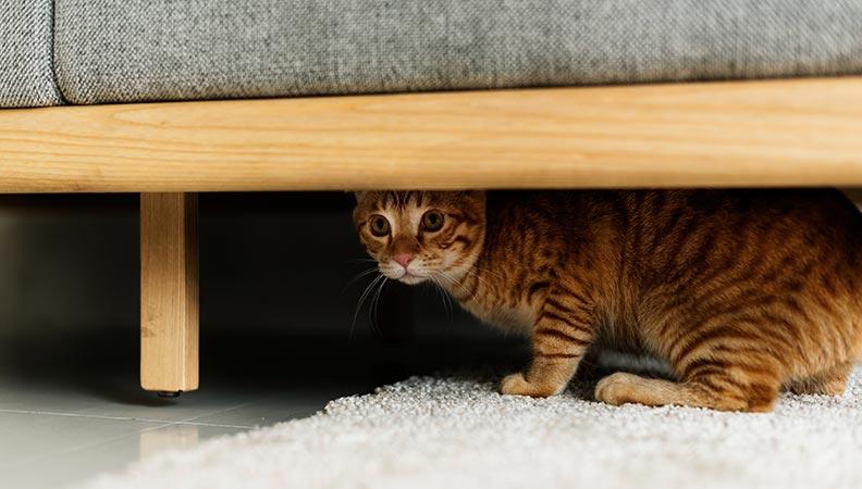 A cat hiding under the sofa