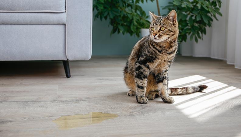 Cat standing next to a pool of urine on the living room floor