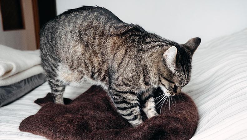 A striped cat kneading a brown pillow