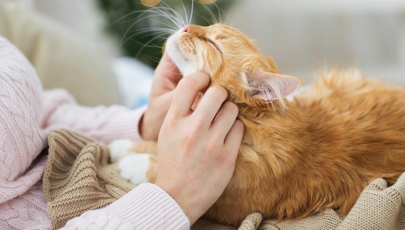 Ginger cat enjoying a fuss from its owner on the sofa