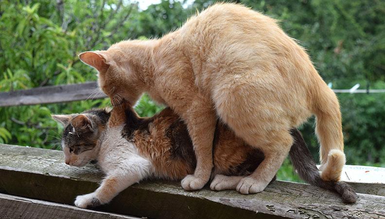 Two cats mating