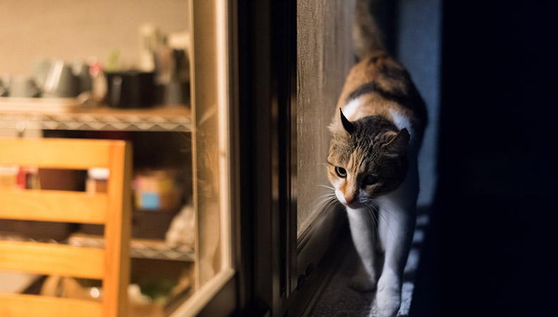 Cat walking on a window sill at night