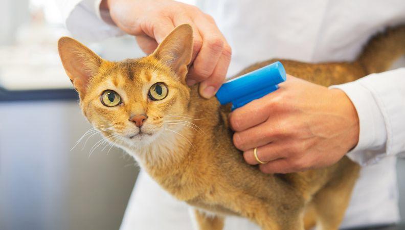 A cat being microchipped