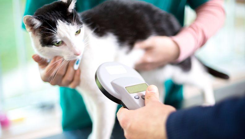 A cat's microchipped being scanned