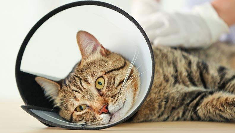 A neutered cat wearing a cone collar