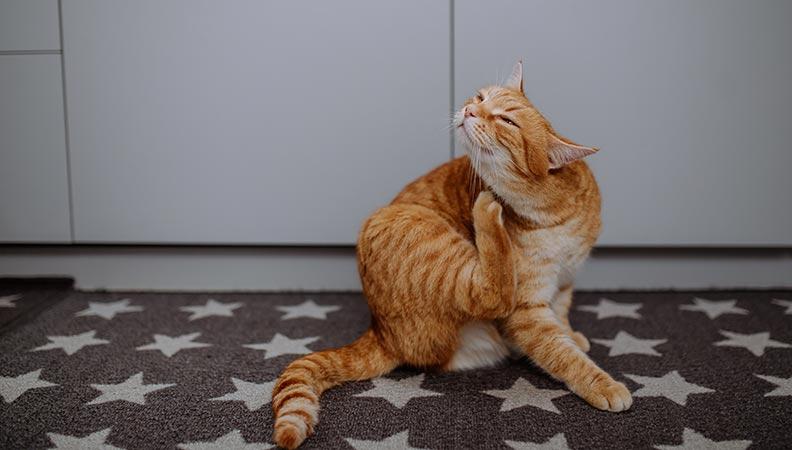Ginger cat scratching itself