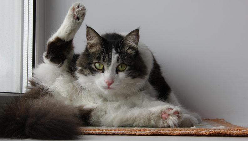 Fluffy gray-white cat cleans his hair on a white windowsill. The cat raised a paw and looks us in the eye.