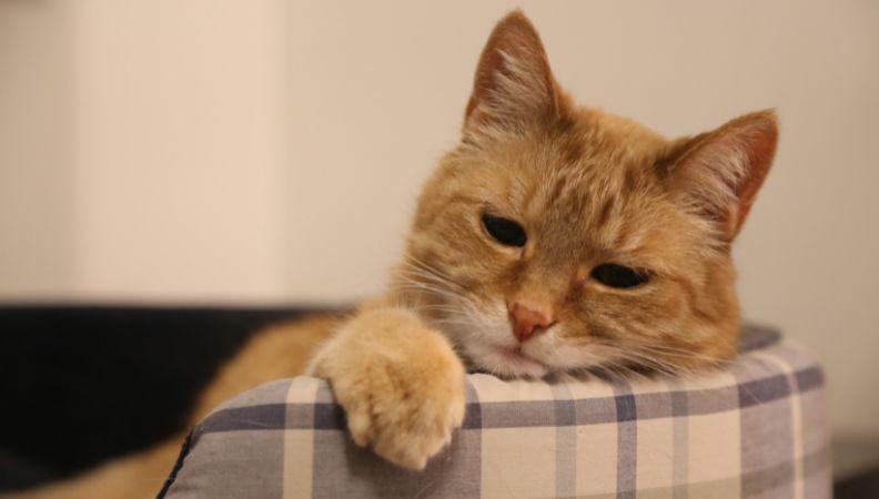Poisoned cat lying in bed