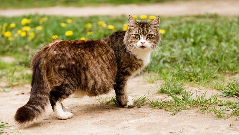 Pregnant striped cat walking outside