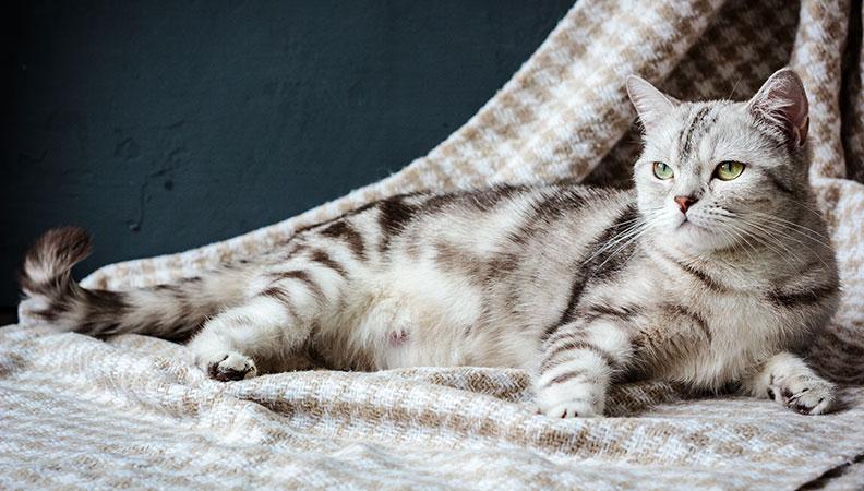 A pregnant cat lying on a blanket