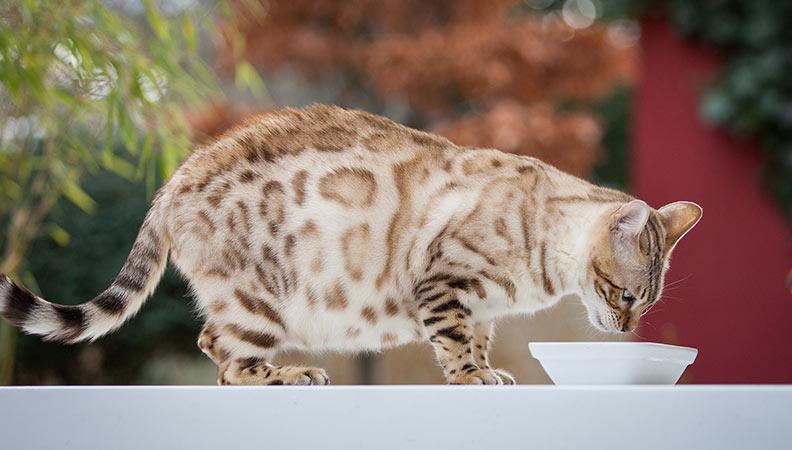 Pregnant cat feeding from a bowl