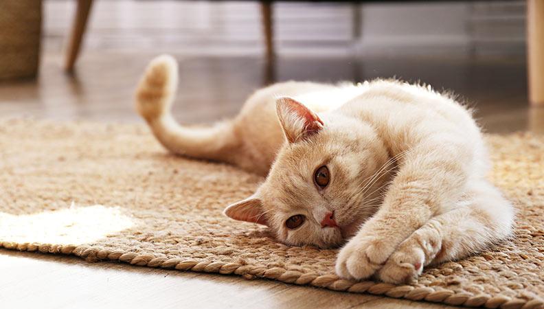 White cat stretching out on a woven mat