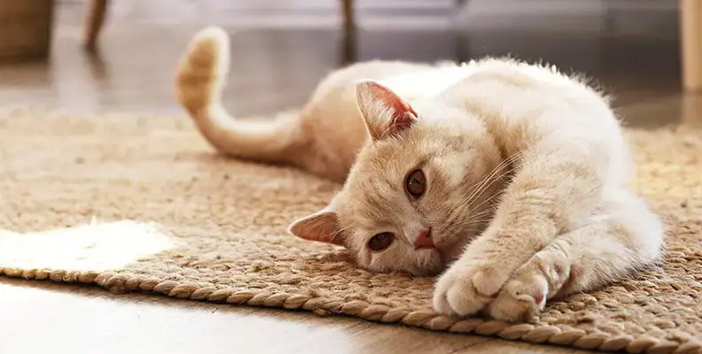 White cat lying on a mat