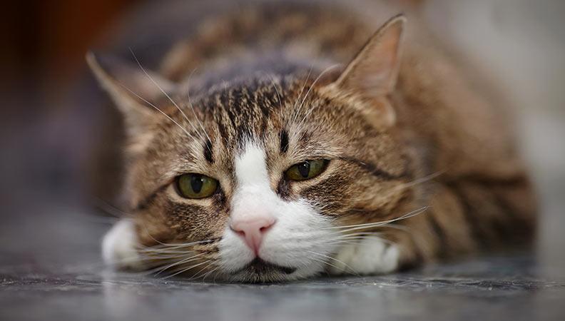 sad cat with anxiety