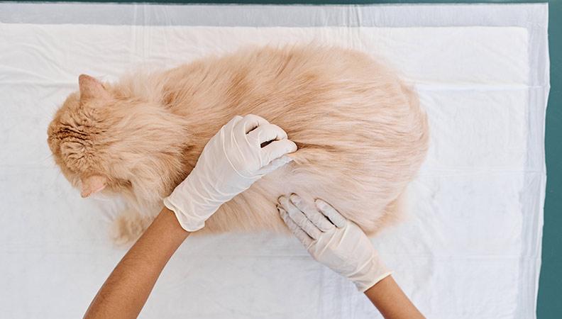 A cat getting a medical checkup