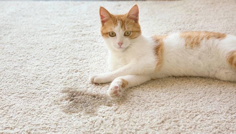 A white and ginger cat sat next to a wet spot on the carpet