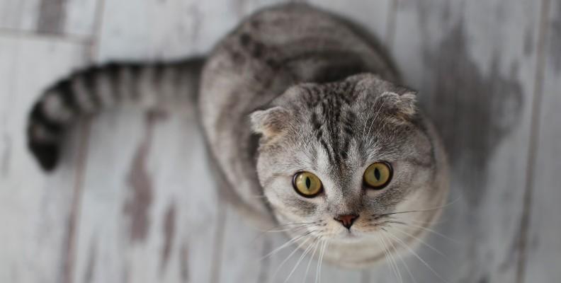 A grey cat looking up to camera