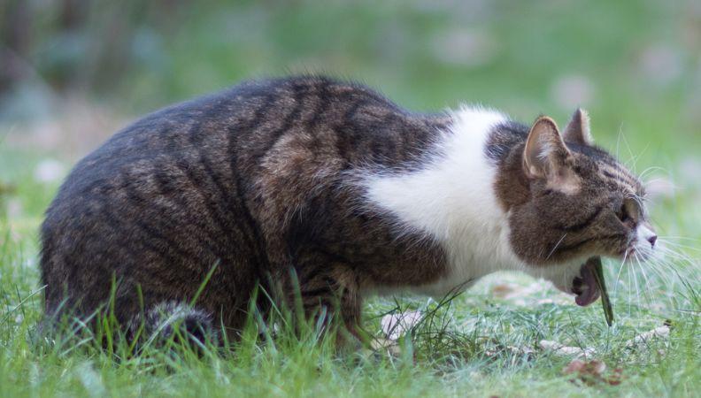 a cat vomiting